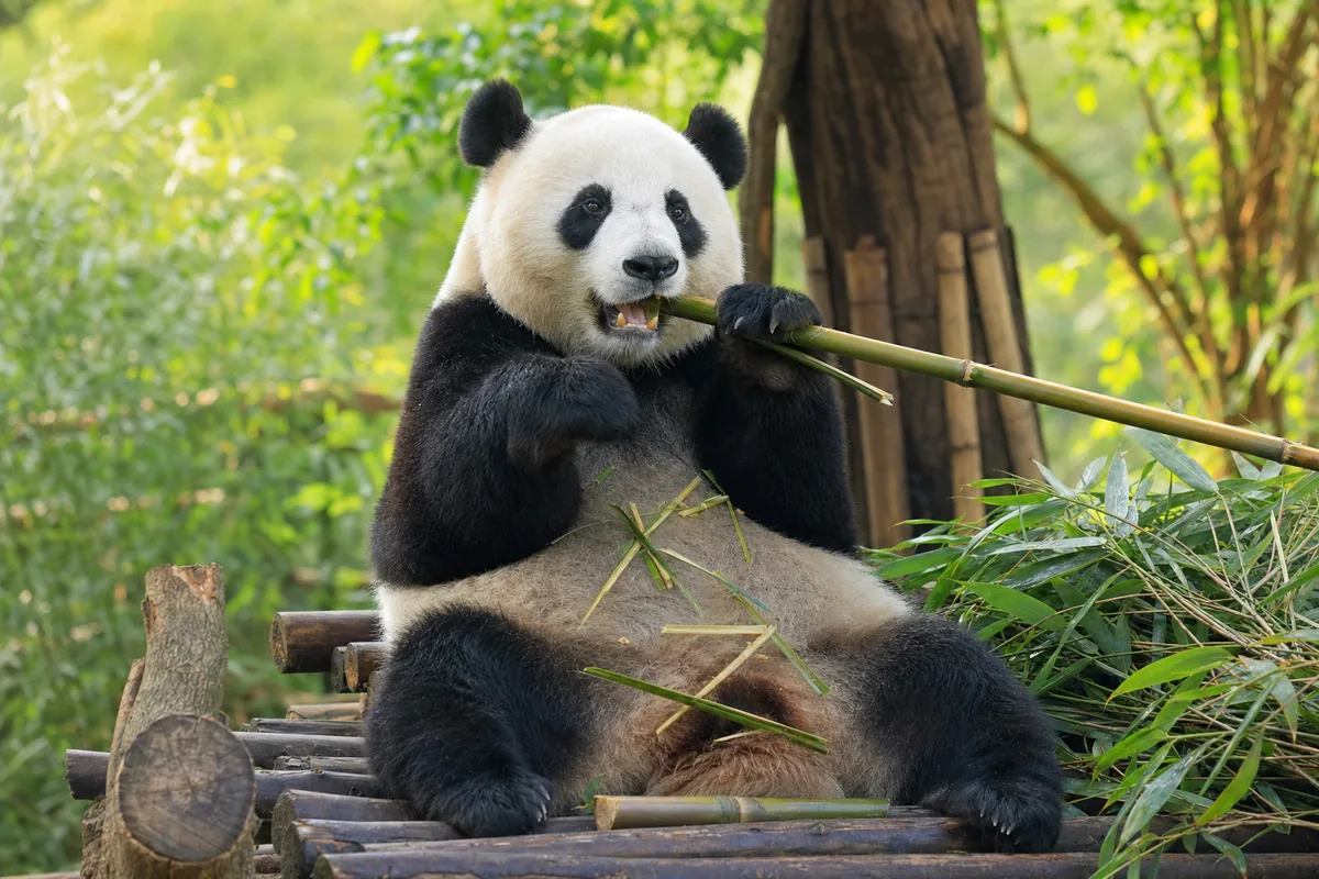 A giant panda eating bamboo at the Chengdu panda base
