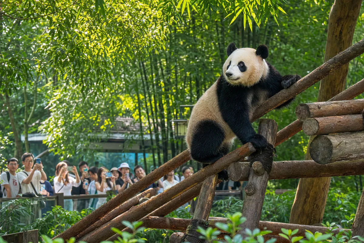 A giant panda in a forested enclosure at the Chengdu Research Base of Giant Panda Breeding in the morning