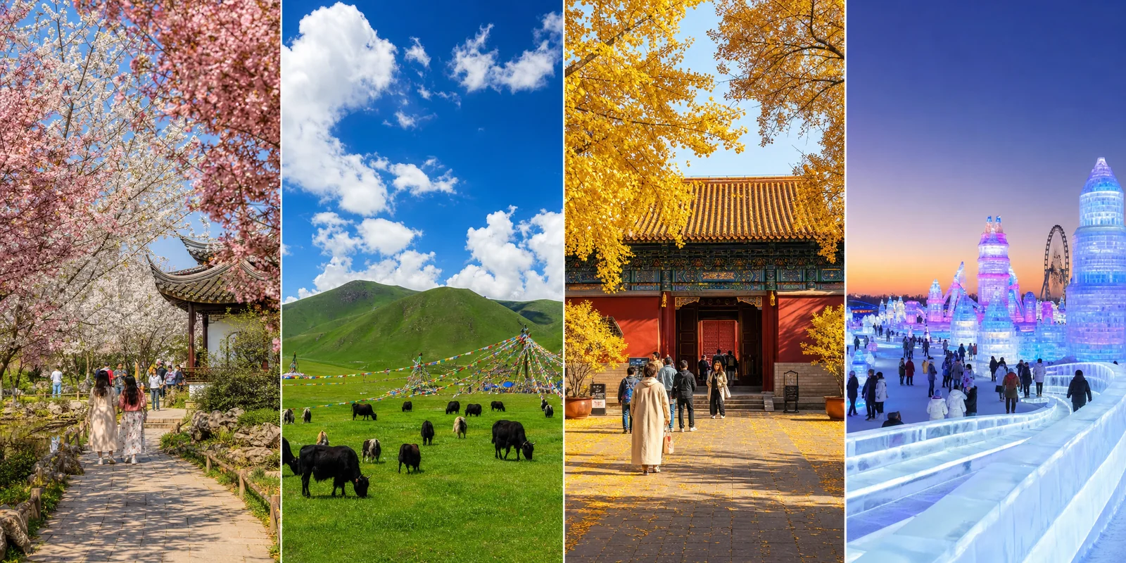 Four seasons in China side by side: spring cherry blossoms, summer Tibetan plateau, autumn golden ginkgo in Beijing, and winter ice sculptures in Harbin