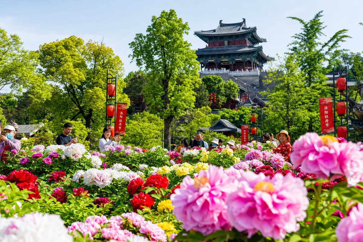 Peonies in full bloom during the Luoyang Peony Festival in spring