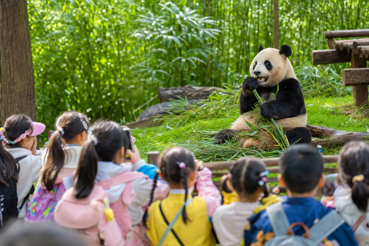 Children watching a giant panda eating bamboo at the Chengdu panda base, a top family attraction in China